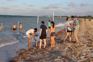 attendees participating in a beach profiling activity along the shoreline
